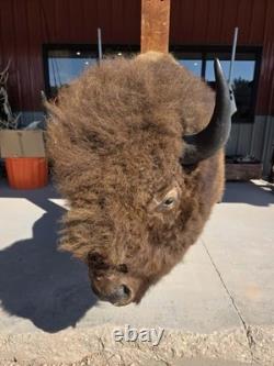 FHMN20 Gorgeous Mounted Buffalo / Bison Taxidermy Head Shoulder Mount