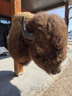 FHMN20 Gorgeous Mounted Buffalo / Bison Taxidermy Head Shoulder Mount