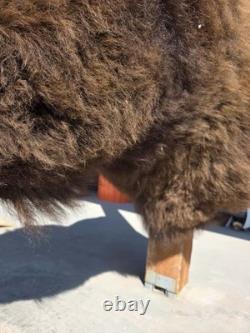 FHMN20 Gorgeous Mounted Buffalo / Bison Taxidermy Head Shoulder Mount