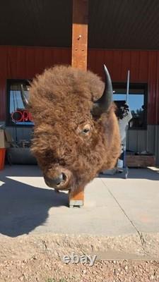 FHMN20 Gorgeous Mounted Buffalo / Bison Taxidermy Head Shoulder Mount