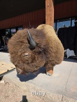 FHMN20 Gorgeous Mounted Buffalo / Bison Taxidermy Head Shoulder Mount
