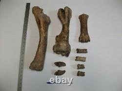 FOSSIL BISON BONES Right Front Leg Pleistocene Bison Buffalo Ice Age