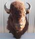 FREE SHIPPING! GIANT BUFFALO HEAD SHOULDER MOUNT TAXIDERMY Bison deer bear rug