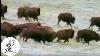 Fabulous Animals Champion Of The Prairie The Bison