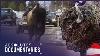 Facing The Storm Story Of The American Bison A 19th Century Saga