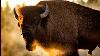 Facing The Storm Story Of The American Bison Full Exclusive Nature Documentary English Hd 2022
