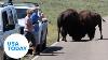 Fighting Bison Face Off Near Yellowstone Visitors USA Today