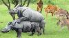 Foolish Lions Hunting Rhinos In Sensitive Time Must Receive Dire Consequences For Risking Fheir