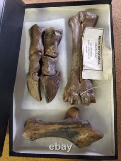 Fossil Bison Metatarsal Hoof / Toe Bone with glass boxed / Nebraska Ice Age VGC
