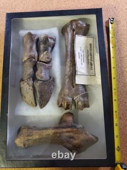 Fossil Bison Metatarsal Hoof / Toe Bone with glass boxed / Nebraska Ice Age VGC