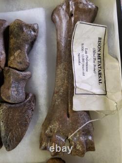 Fossil Bison Metatarsal Hoof / Toe Bone with glass boxed / Nebraska Ice Age VGC