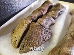 Fossil Bison Metatarsal Hoof / Toe Bone with glass boxed / Nebraska Ice Age VGC