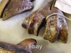 Fossil Bison Metatarsal Hoof / Toe Bone with glass boxed / Nebraska Ice Age VGC