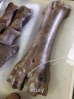 Fossil Bison Metatarsal Hoof / Toe Bone with glass boxed / Nebraska Ice Age VGC