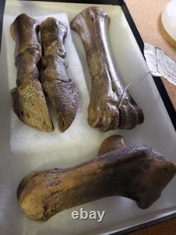 Fossil Bison Metatarsal Hoof / Toe Bone with glass boxed / Nebraska Ice Age VGC