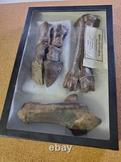 Fossil Bison Metatarsal Hoof / Toe Bone with glass boxed / Nebraska Ice Age VGC
