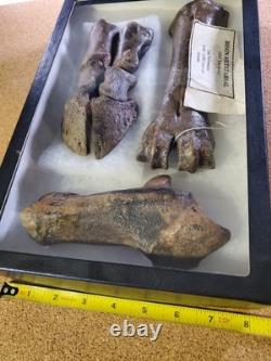 Fossil Bison Metatarsal Hoof / Toe Bone with glass boxed / Nebraska Ice Age VGC