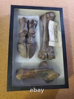 Fossil Bison Metatarsal Hoof / Toe Bone with glass boxed / Nebraska Ice Age VGC