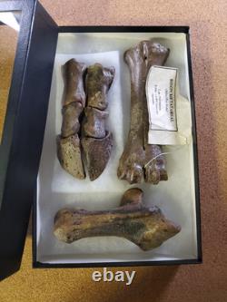 Fossil Bison Metatarsal Hoof / Toe Bone with glass boxed / Nebraska Ice Age VGC