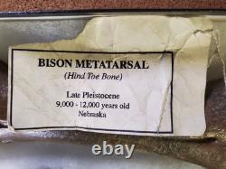 Fossil Bison Metatarsal Hoof / Toe Bone with glass boxed / Nebraska Ice Age VGC