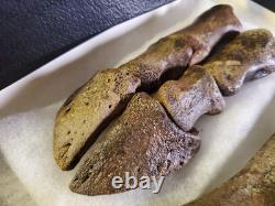 Fossil Bison Metatarsal Hoof / Toe Bone with glass boxed / Nebraska Ice Age VGC