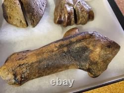Fossil Bison Metatarsal Hoof / Toe Bone with glass boxed / Nebraska Ice Age VGC