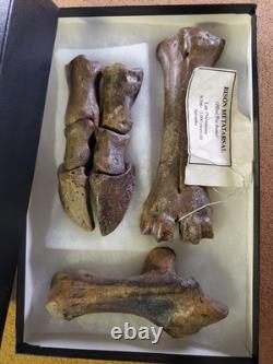Fossil Bison Metatarsal Hoof / Toe Bone with glass boxed / Nebraska Ice Age VGC