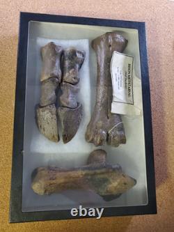 Fossil Bison Metatarsal Hoof / Toe Bone with glass boxed / Nebraska Ice Age VGC Fossil Bison Metatarsal Hoof / Toe Bone with glass boxed / Nebraska Ice Age VGC