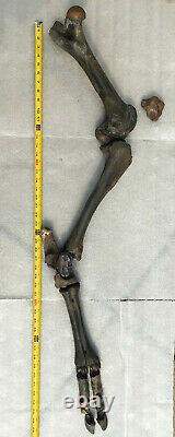 Fossil Bison antiquus Bones Left Rear Leg Pleistocene Ice Age Buffalo