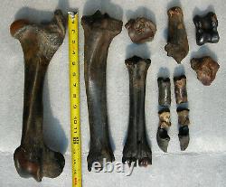 Fossil Bison antiquus Bones Left Rear Leg Pleistocene Ice Age Buffalo