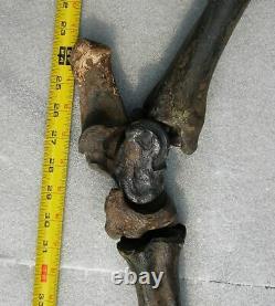 Fossil Bison antiquus Bones Left Rear Leg Pleistocene Ice Age Buffalo