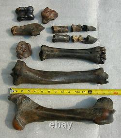 Fossil Bison antiquus Bones Left Rear Leg Pleistocene Ice Age Buffalo