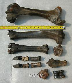 Fossil Bison antiquus Bones Left Rear Leg Pleistocene Ice Age Buffalo