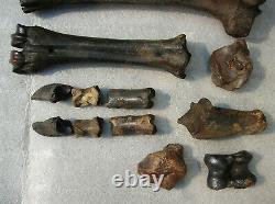 Fossil Bison antiquus Bones Left Rear Leg Pleistocene Ice Age Buffalo