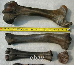 Fossil Bison antiquus Bones Left Rear Leg Pleistocene Ice Age Buffalo