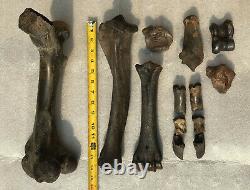 Fossil Bison antiquus Bones Left Rear Leg Pleistocene Ice Age Buffalo