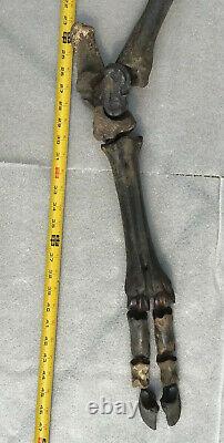 Fossil Bison antiquus Bones Left Rear Leg Pleistocene Ice Age Buffalo