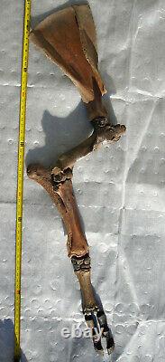 Fossil Bison antiquus Bones Right Front Leg Pleistocene Ice Age Buffalo