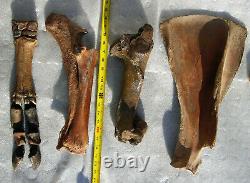 Fossil Bison antiquus Bones Right Front Leg Pleistocene Ice Age Buffalo