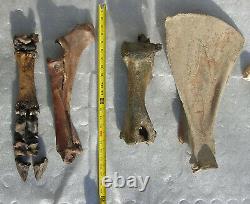 Fossil Bison antiquus Bones Right Front Leg Pleistocene Ice Age Buffalo