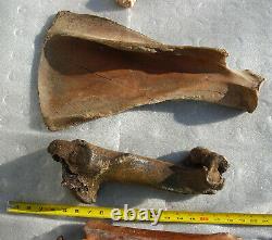 Fossil Bison antiquus Bones Right Front Leg Pleistocene Ice Age Buffalo