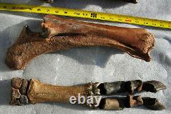 Fossil Bison antiquus Bones Right Front Leg Pleistocene Ice Age Buffalo