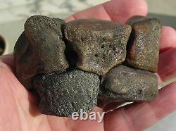 Fossil Bison antiquus Bones Right Front Leg Pleistocene Ice Age Buffalo