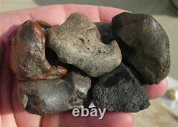 Fossil Bison antiquus Bones Right Front Leg Pleistocene Ice Age Buffalo