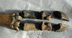 Fossil Bison antiquus Bones Right Front Leg Pleistocene Ice Age Buffalo