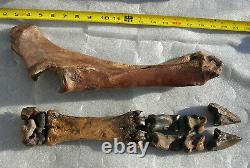 Fossil Bison antiquus Bones Right Front Leg Pleistocene Ice Age Buffalo