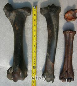 Fossil Bison antiquus Bones Right Rear Leg Pleistocene Ice Age Buffalo