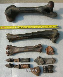 Fossil Bison antiquus Bones Right Rear Leg Pleistocene Ice Age Buffalo