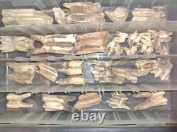 Fossilized BISON TEETH