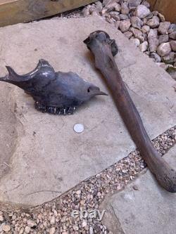 Fossilized Bison, Bone, 19 Inch Vertebrae And Upper Jaw